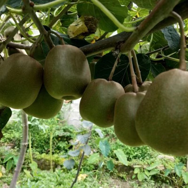 Red-fleshed Kiwifruit Vine Donghong-Hairless Kiwi Fruit
