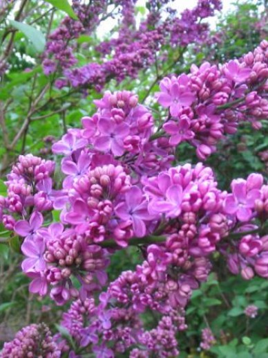 Syringa vulgaris 'G.J. Baardse' (Lilac 'G.J. Baardse')