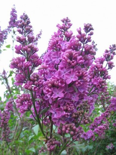 Syringa vulgaris 'G.J. Baardse' (Lilac 'G.J. Baardse')