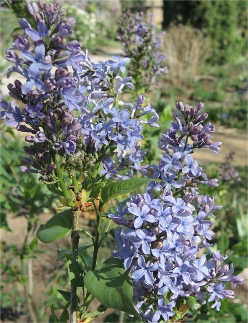 Syringa vulgaris 'Wedgwood Blue' Сирень обыкновенная Wedgewood Blue