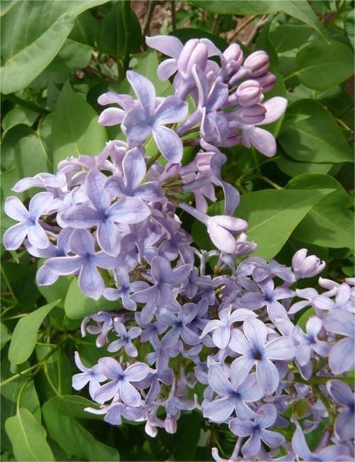 Syringa vulgaris 'Wedgwood Blue' Сирень обыкновенная Wedgewood Blue
