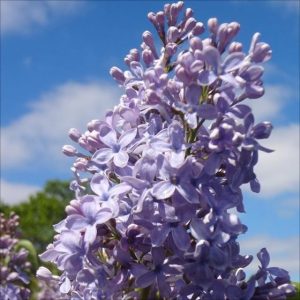 Syringa vulgaris 'Wedgewood Blue'  Lilac Wedgewood Blue