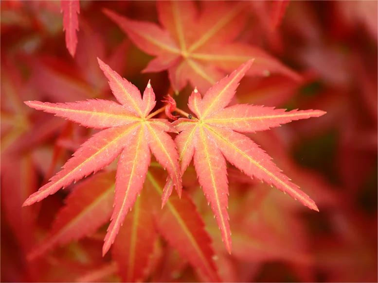 Acer palmatum '紅舞妓'