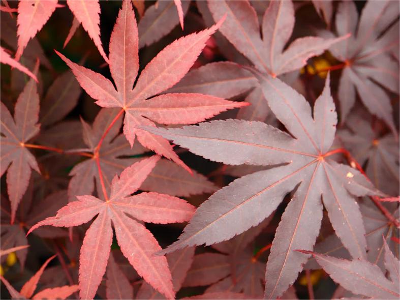 Acer palmatum 'Bloodgood' Клен японский красный 'Bloodgood'