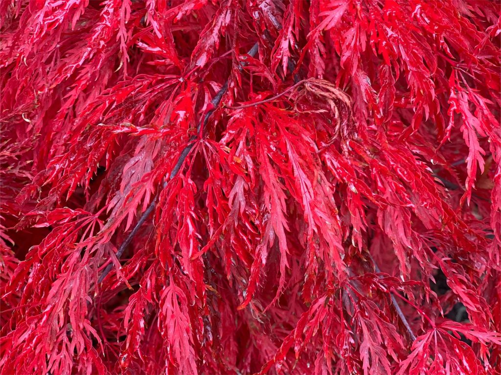Acer palmatum 'Crimson Queen'  Japanese maple 'Crimson Queen'