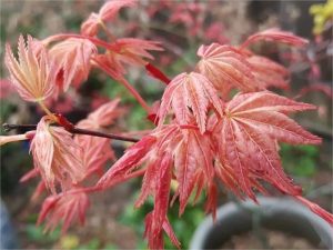 Acer palmatum 'Shin deshojo' イロハモミジ
