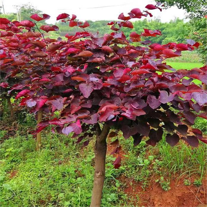 Cercis Canadensis Forest Pansy JF TREE NURSERY