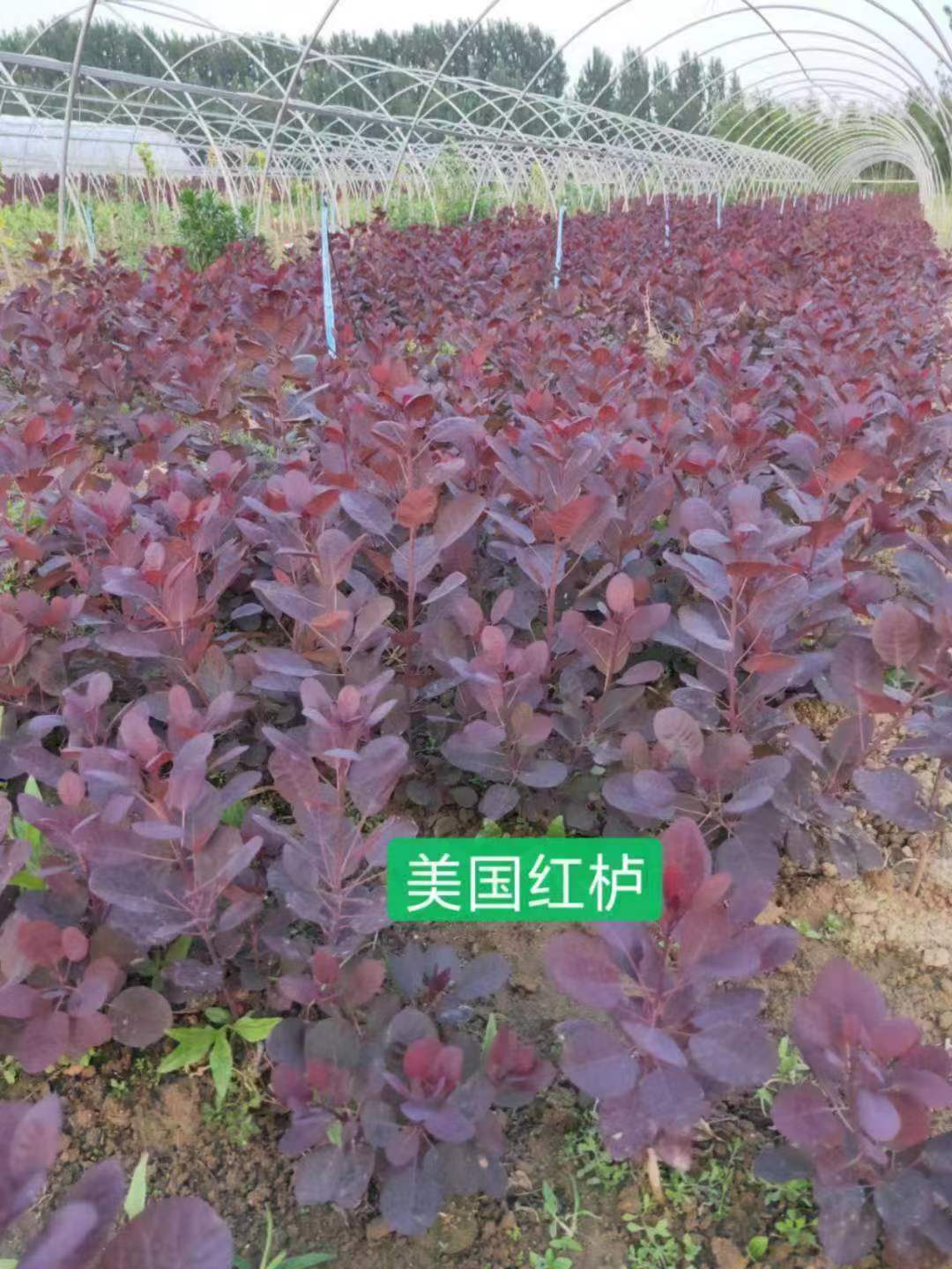 Cotinus Coggygria Royal Purple Smokebush Chinese Exporter