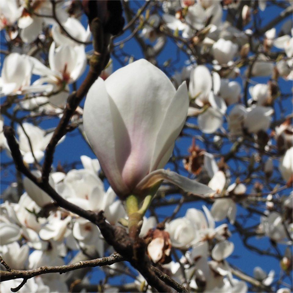 Magnolia 'Lotus'