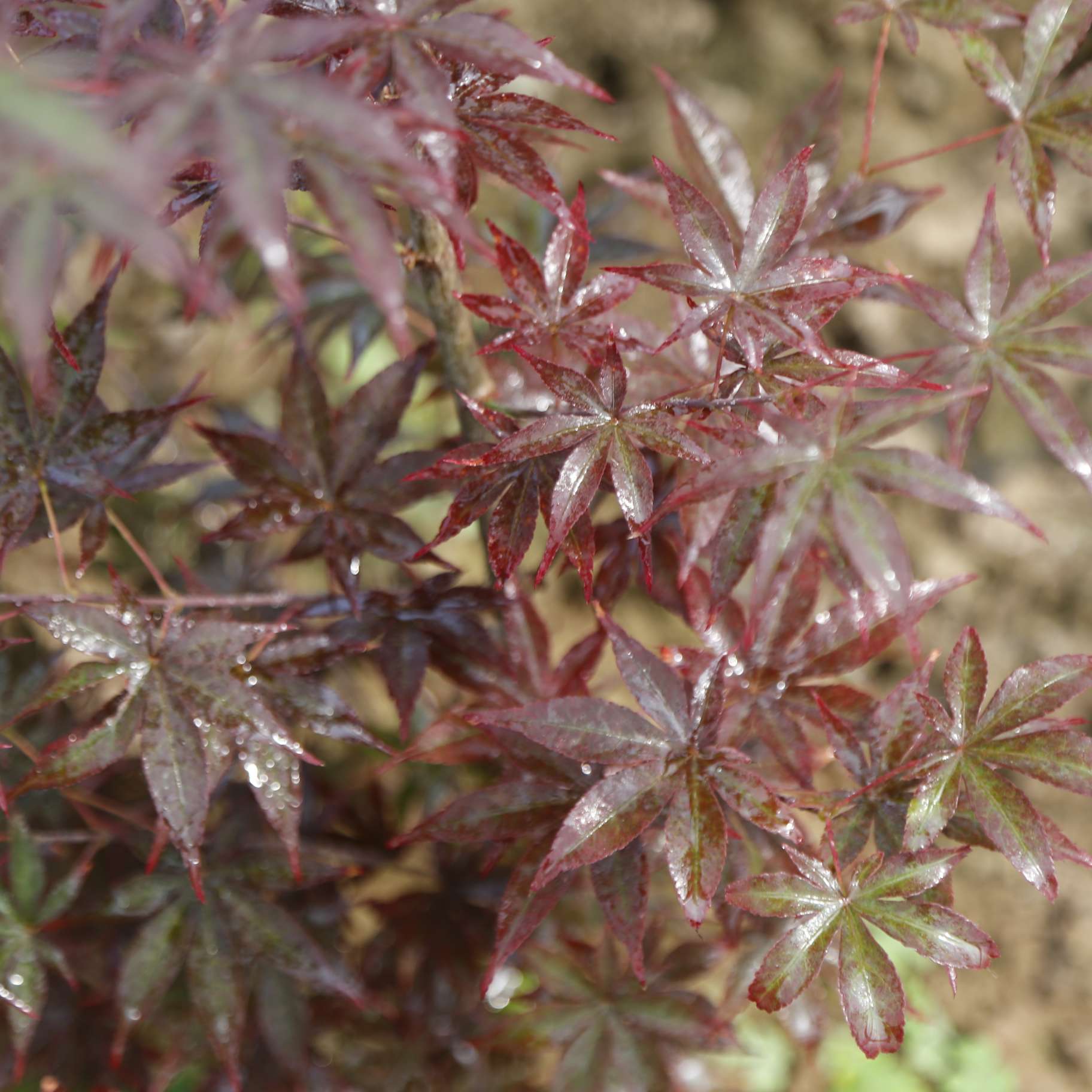 Acer Palmatum Ariake Nomura Japanese Maple CHINESE EXPORTER