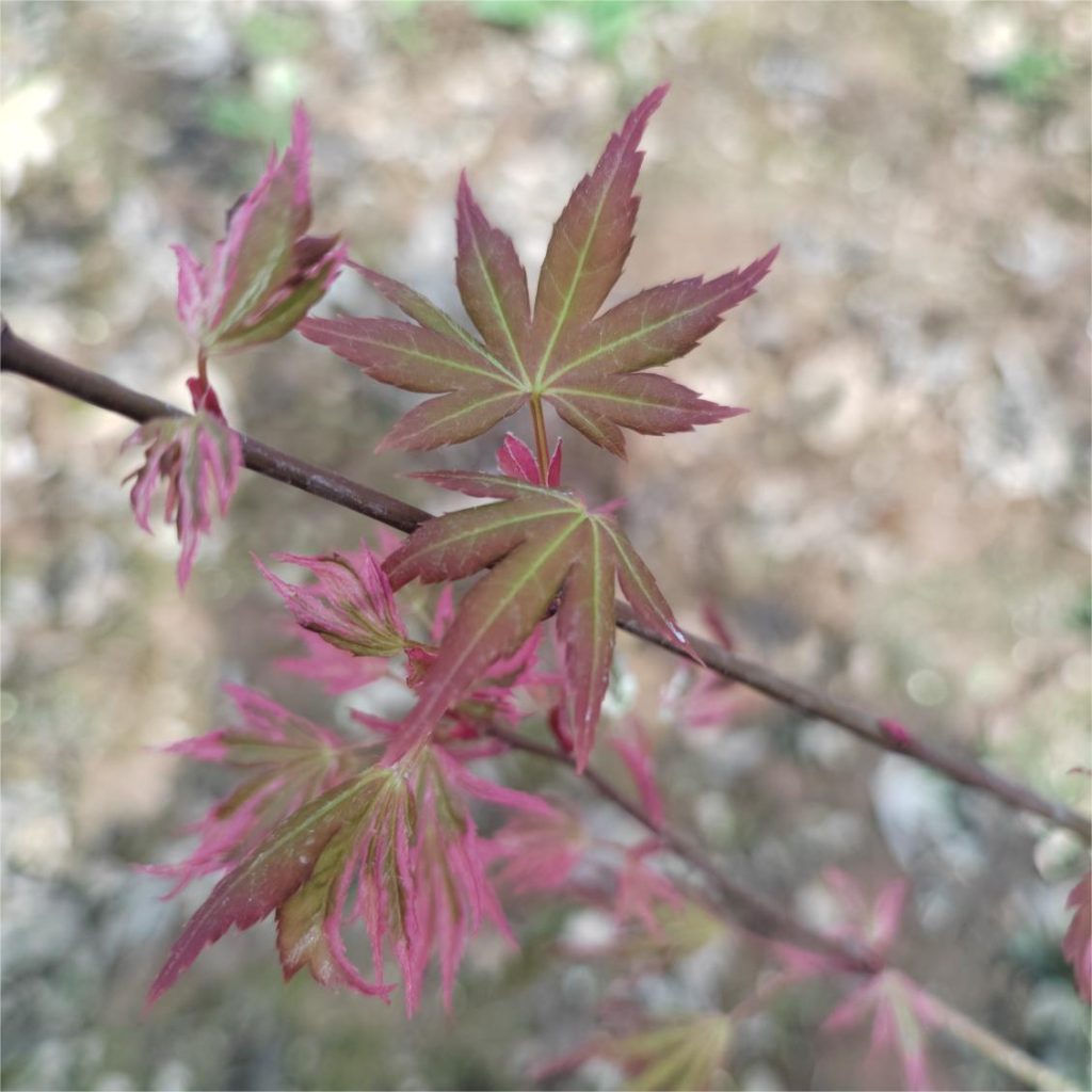 Acer palmatum 'Hana fubuki'
