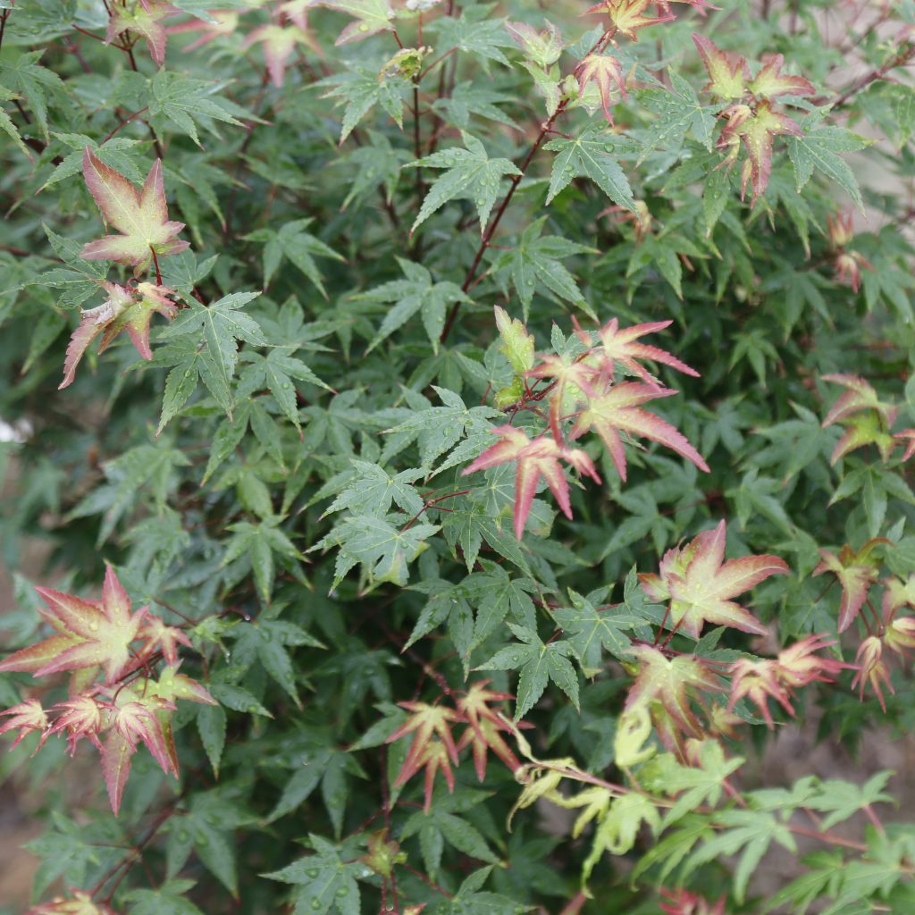 Acer palmatum 'Murasaki kiyohime' — Клен японский.