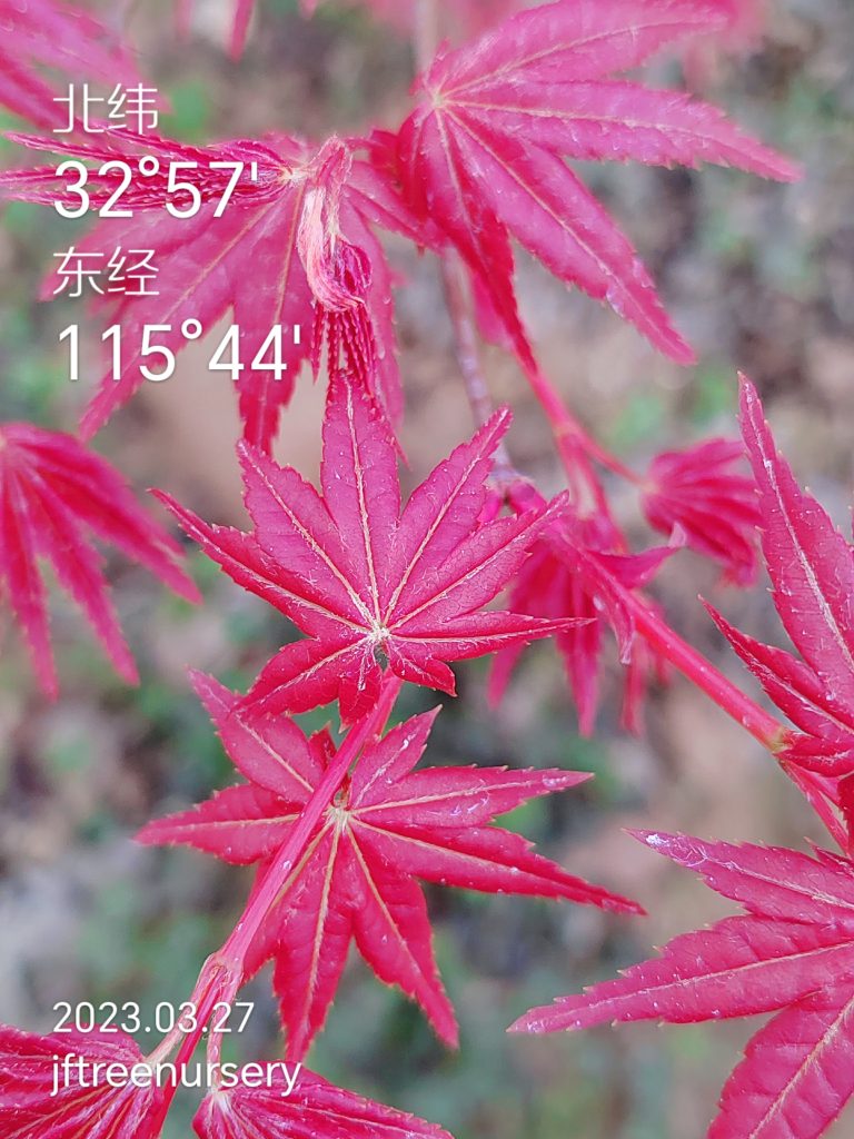Acer palmatum 'Otome zakura' 