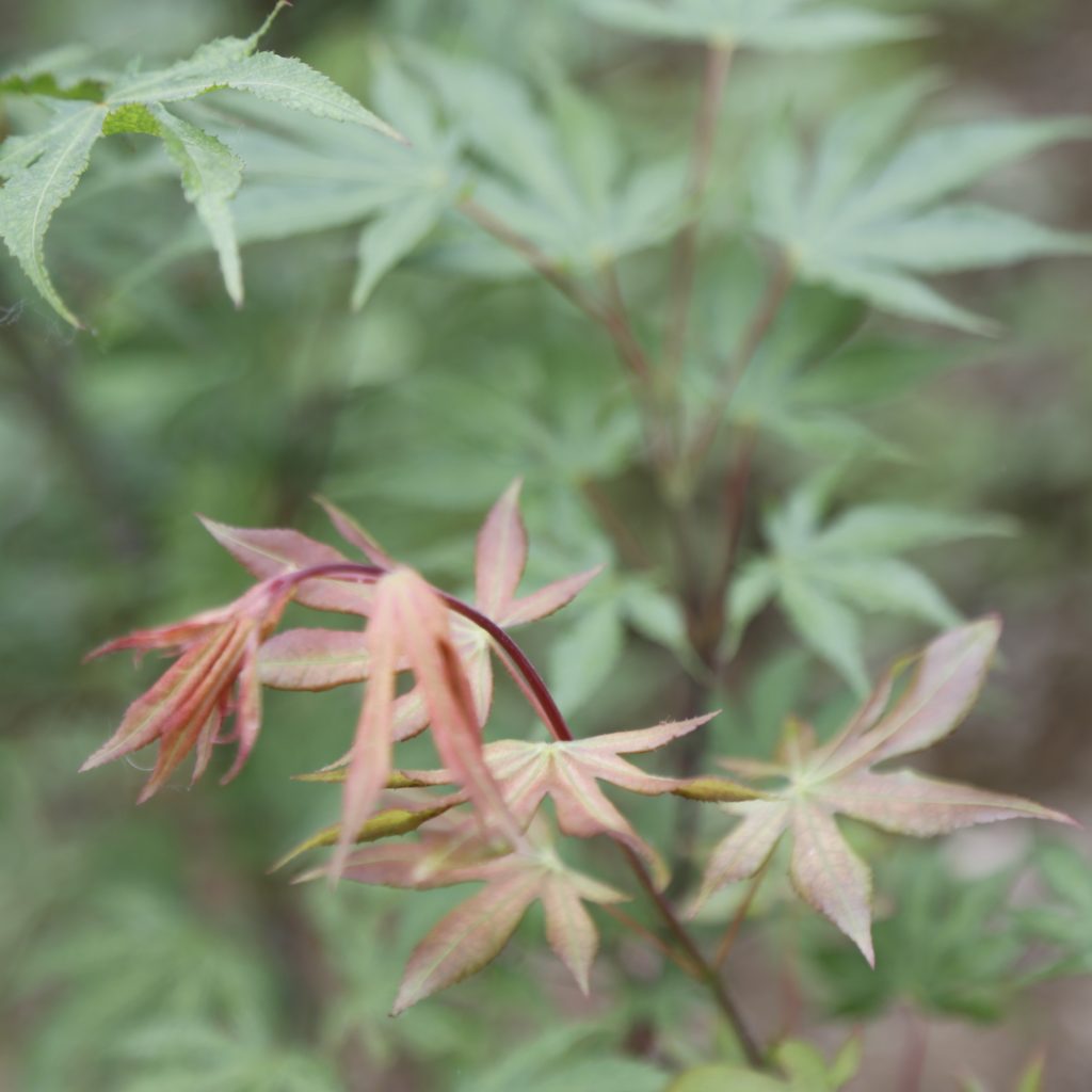 Acer palmatum 'Sawa chidori' (Клен японский)