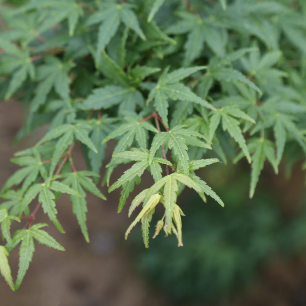 Acer palmatum 'Сейун каку'