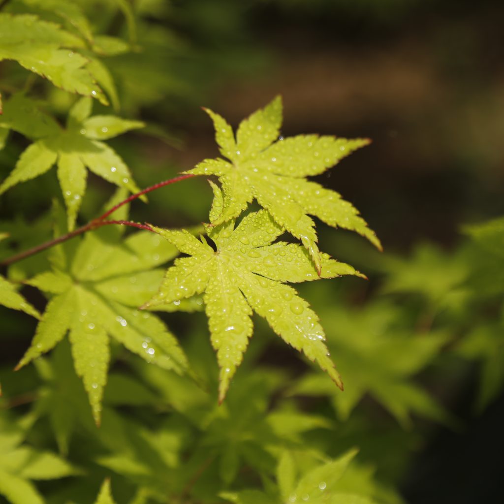 Acer palmatum 'Summer Gold'(Japanese Maple)