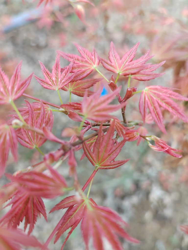 Acer palmatum 'Розовый карлик Вильсона'