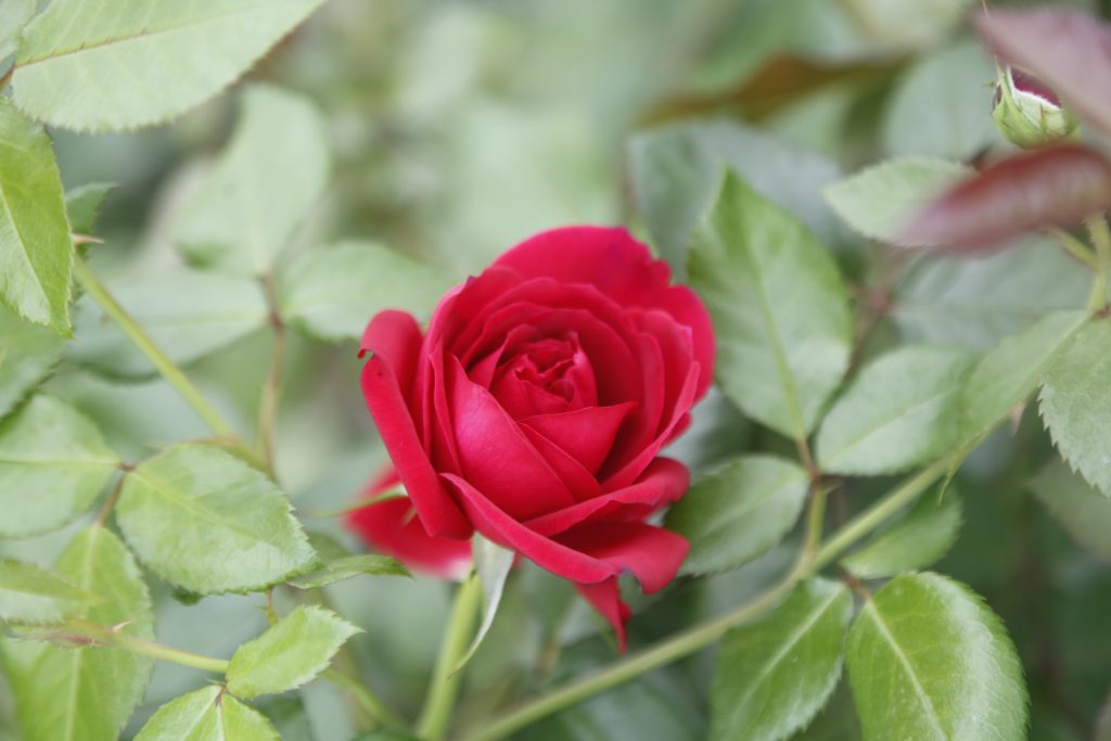 Rose Republique de Montmartre