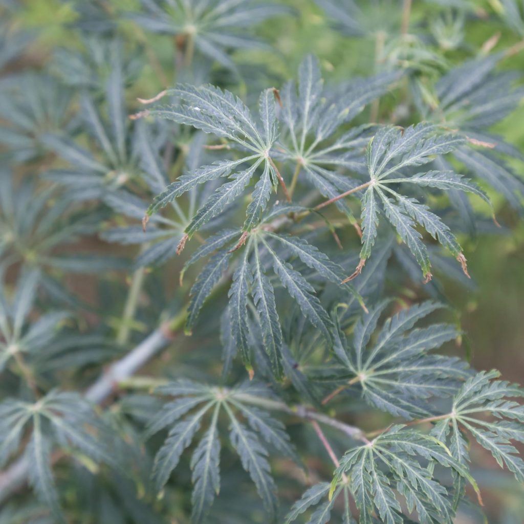 Acer palmatum 'Green Mist' (Japanese Maple)