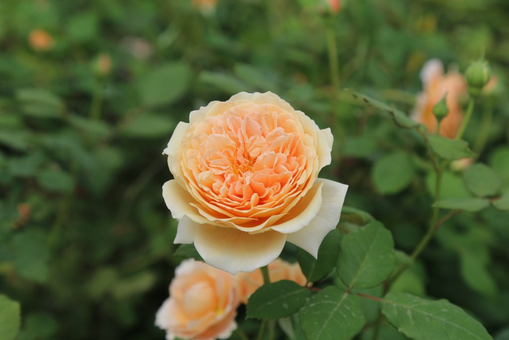 Роза кронпринцессы Маргареты