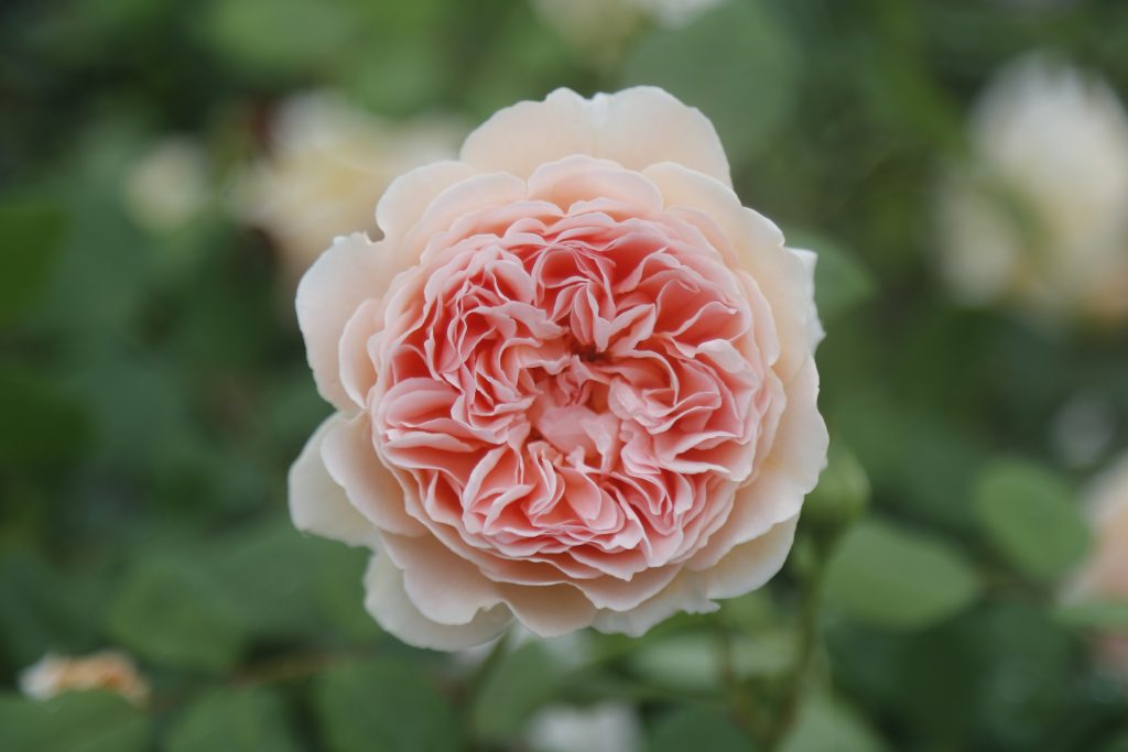 Rose Crown Princess Margareta
