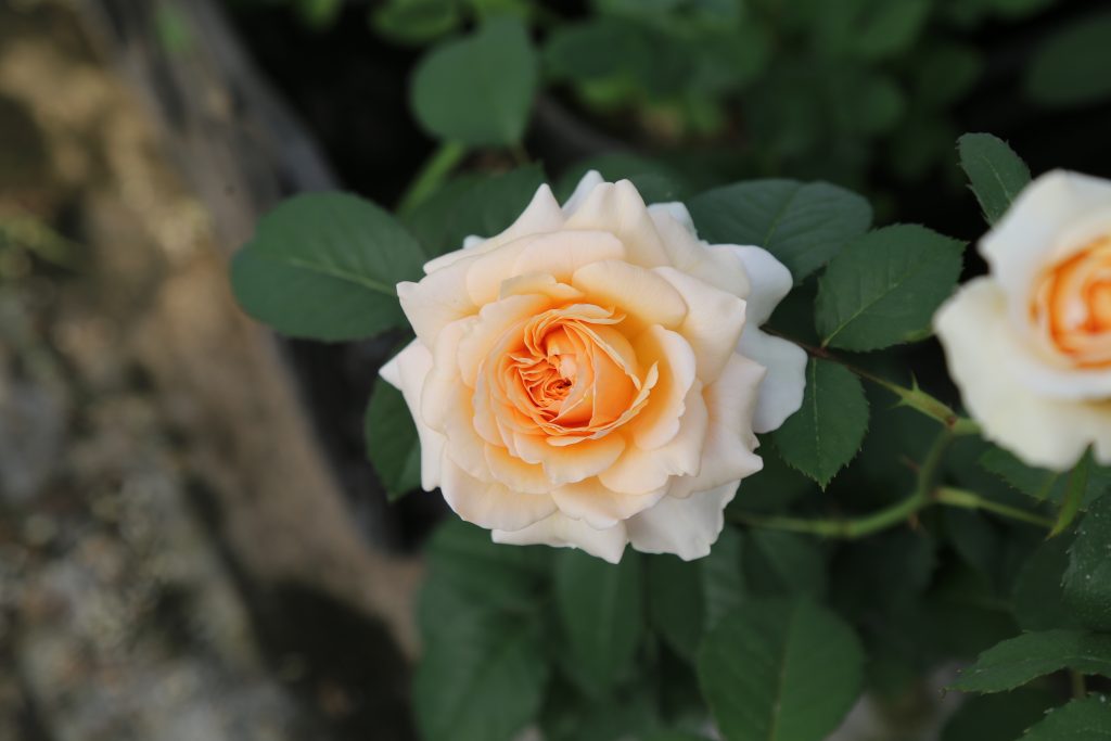 Rose Effie