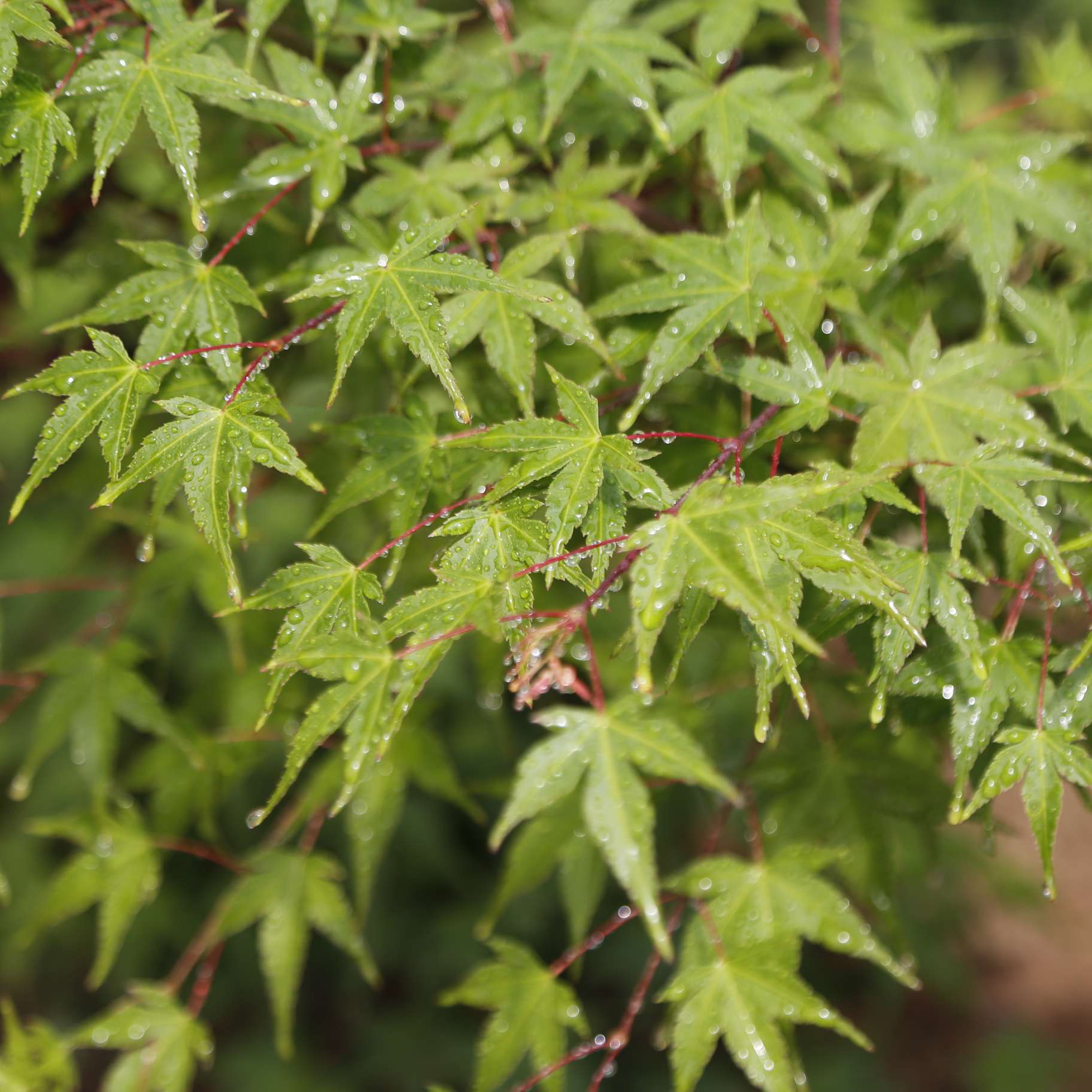 Acer Palmatum 'Beni-Chidori'(Japanese Maple) - CHINESE EXPORTER