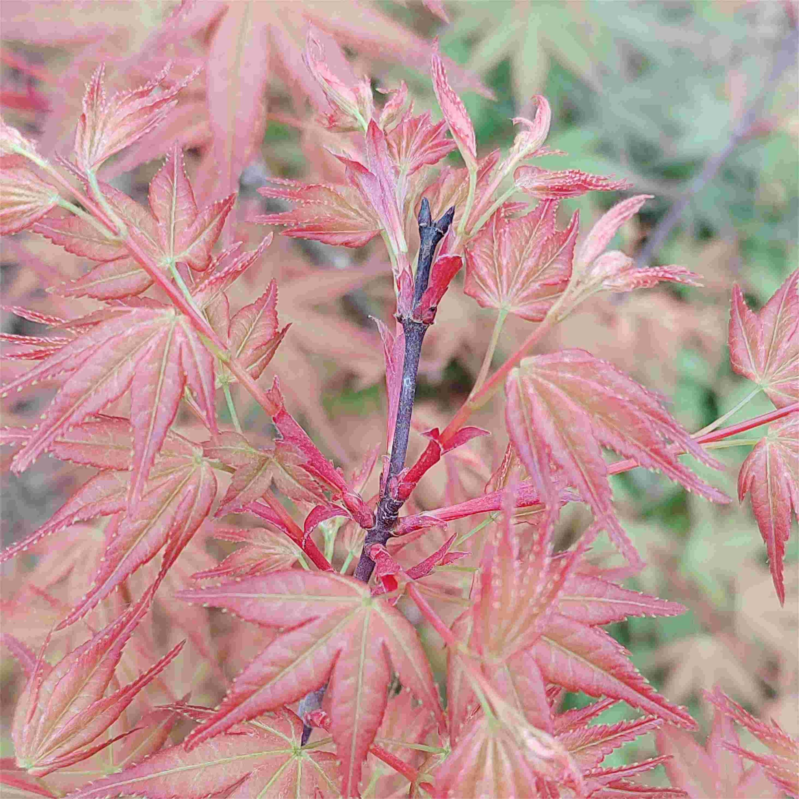 Acer Palmatum 'Beni-Chidori'(Japanese Maple) - CHINESE EXPORTER