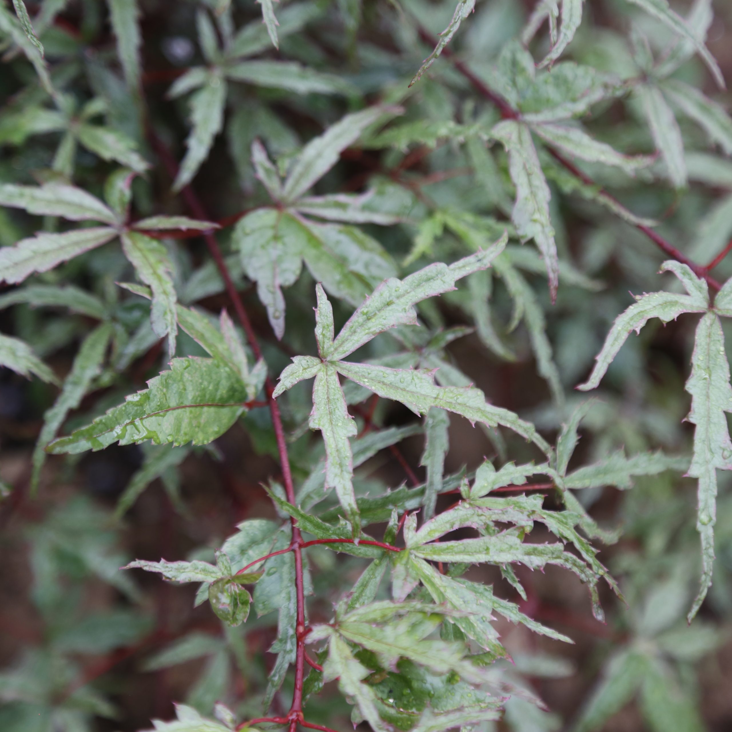 Acer palmatum 'Beni-komachi' (Japanese Maple) - CHINESE EXPORTER