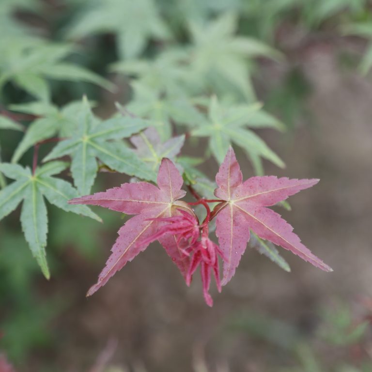 Acer palmatum 'Beni-komachi' (Japanese Maple) - CHINESE EXPORTER