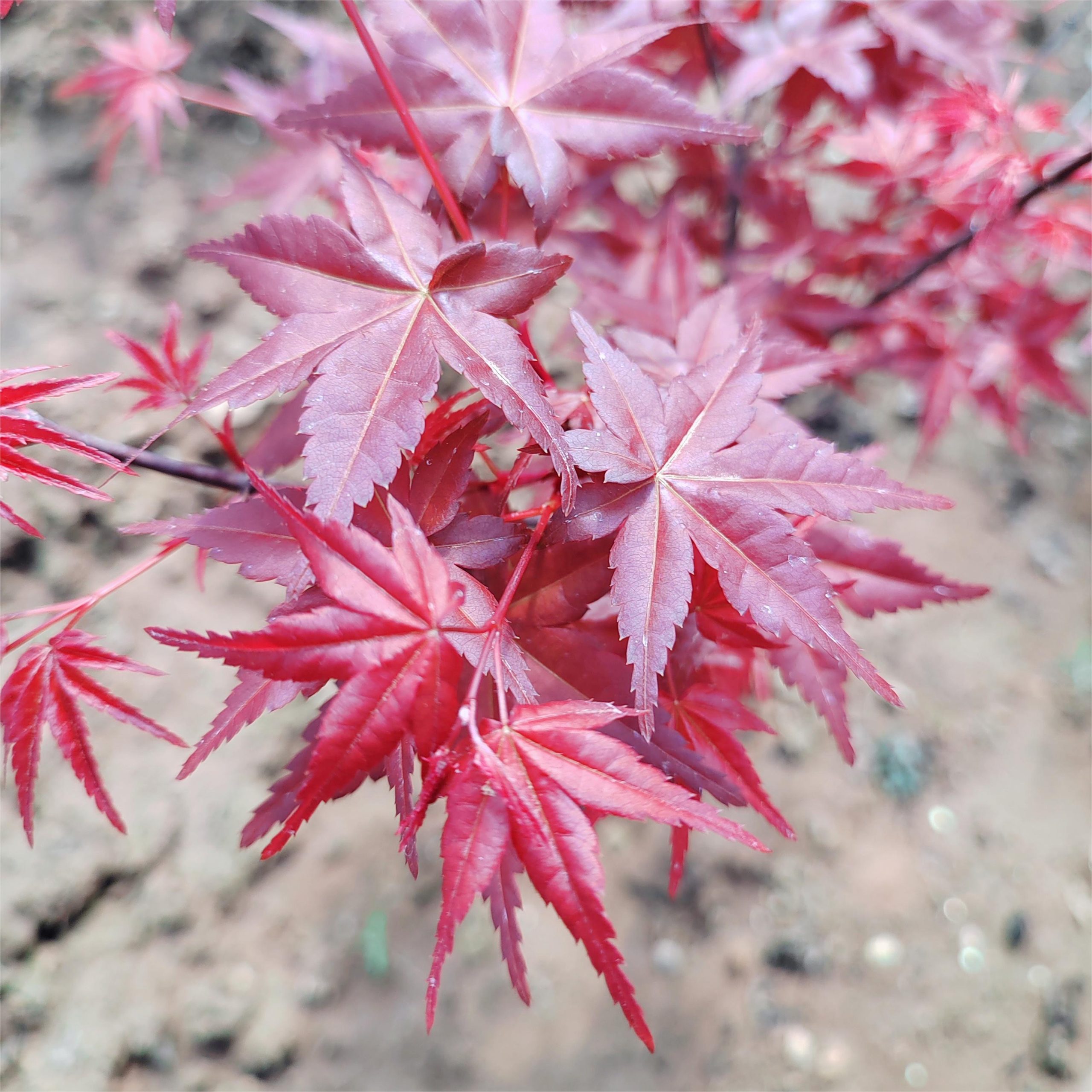 Acer palmatum 'Beni-komachi' (Japanese Maple) - CHINESE EXPORTER