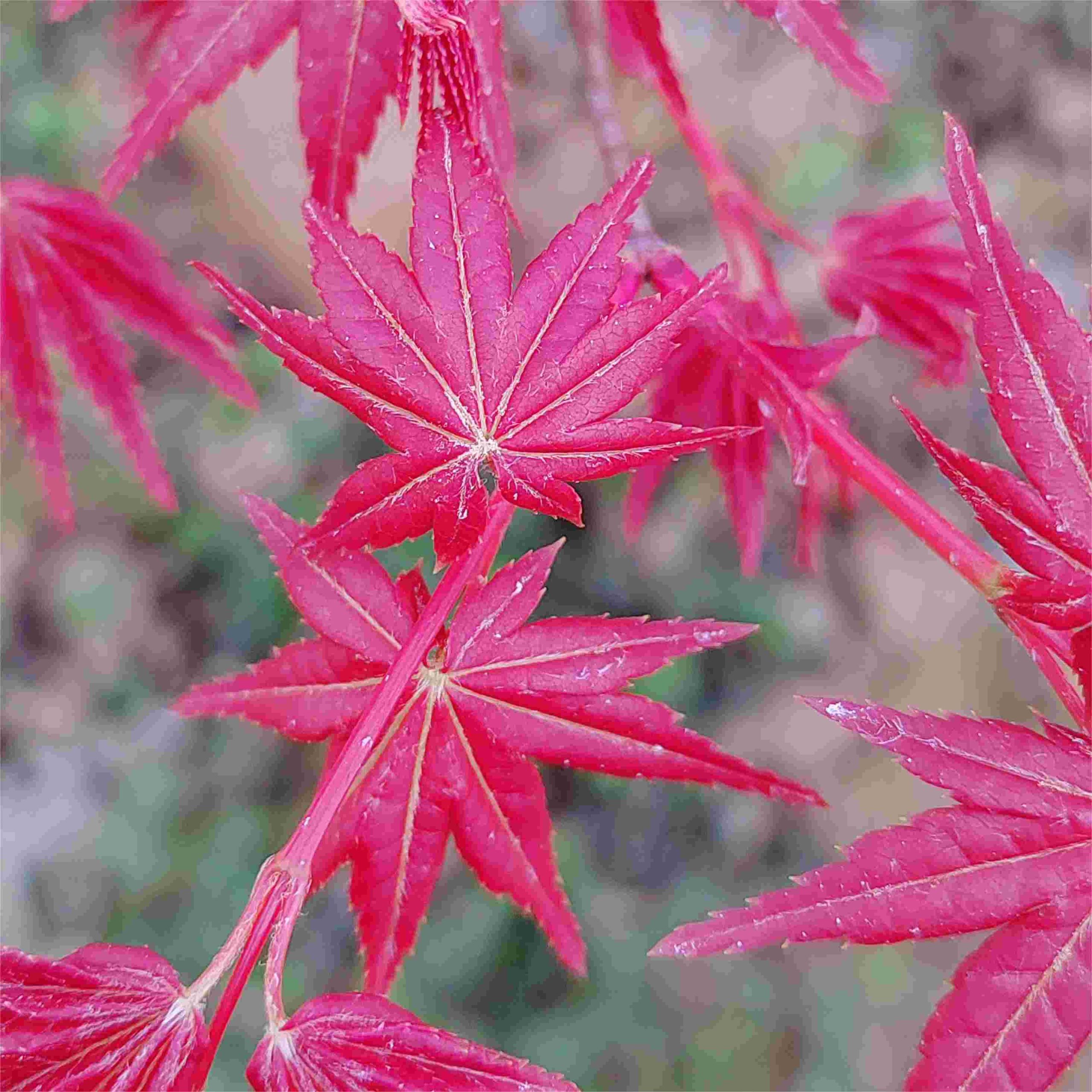 Acer Palmatum Otome Zakura Japanese Maple Chinese Exporter 4802