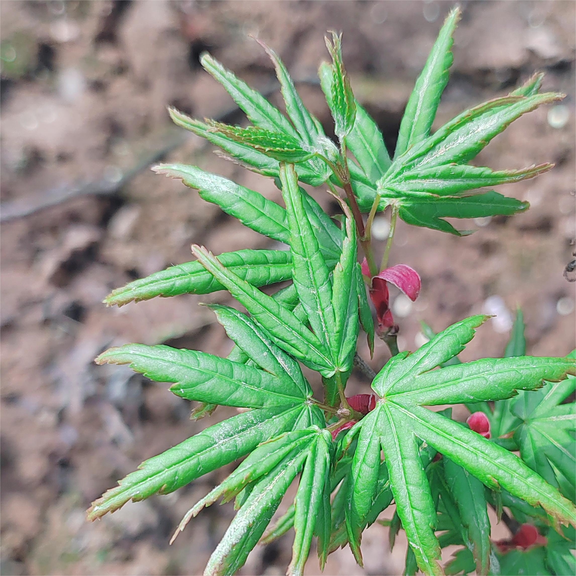 Acer palmatum 'Seiun kaku' - CHINESE EXPORTER